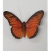 FM-22 Orchid Magnet